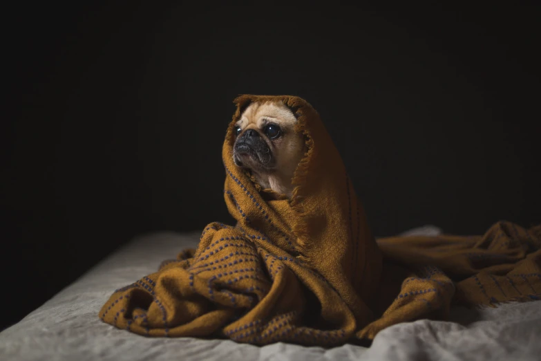 a small pug dog sitting on a blanket on top of a bed