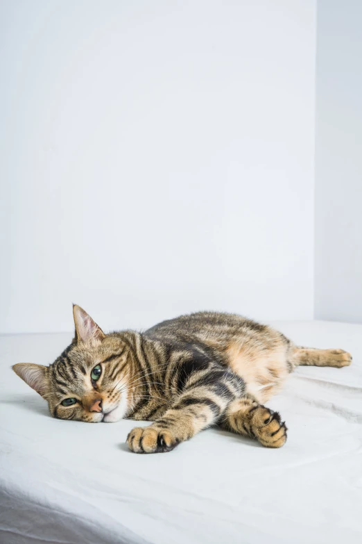 a striped cat rests on a bed by a white wall