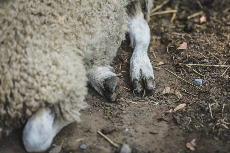 a sheep lays down and eats the ground