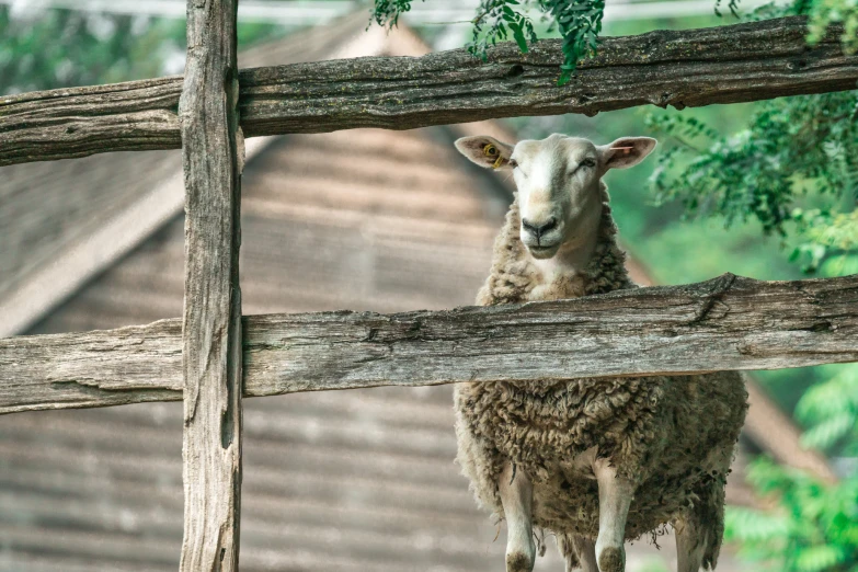 a white lamb standing behind a wooden fence