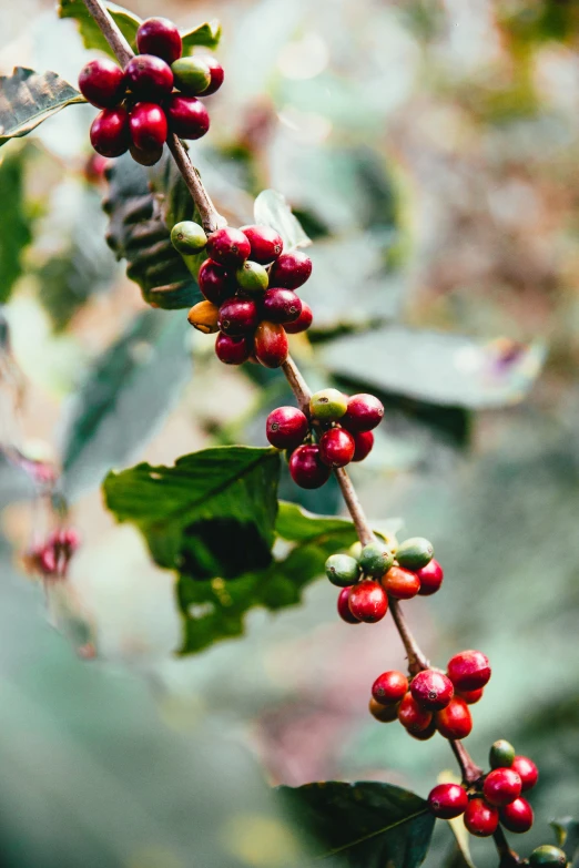 a close up of some berries growing on the nches