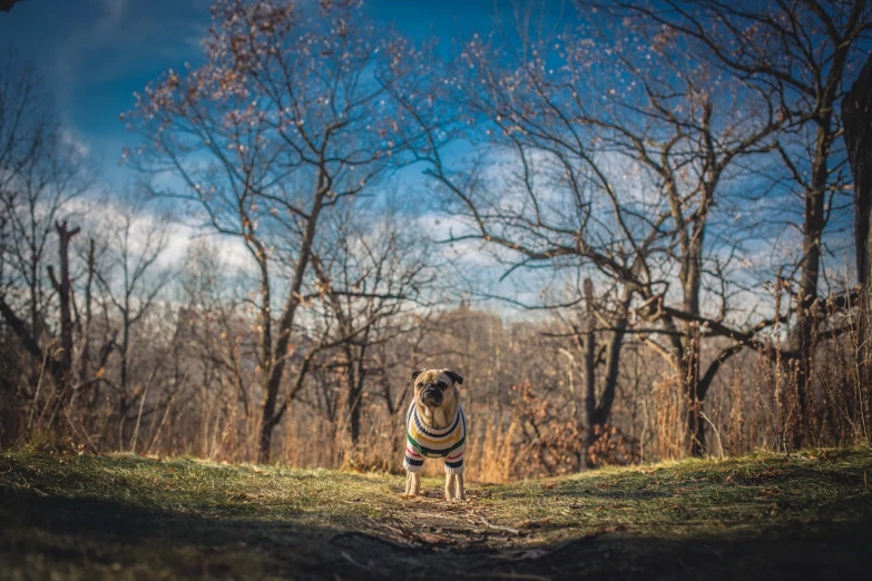 a dog in a sweater standing in the middle of the woods