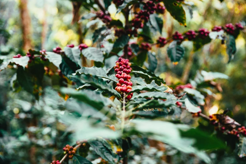 a close - up of red berries hanging on a tree