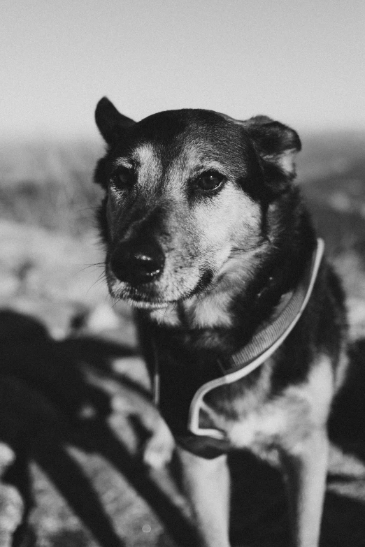 a black and white po of a dog with his head turned to the left