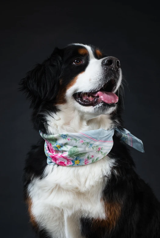 an adorable dog wearing a flower bandanna on a black background