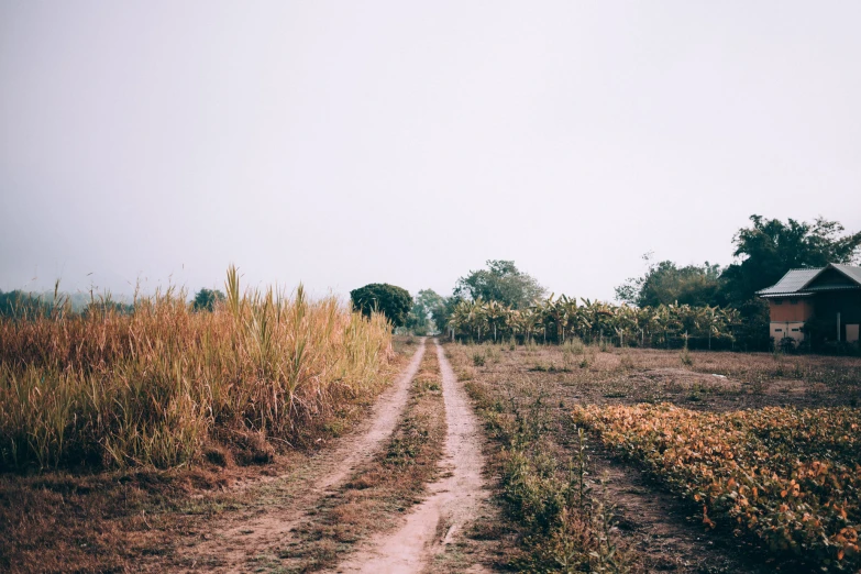 the road is between two barns and the wheat field