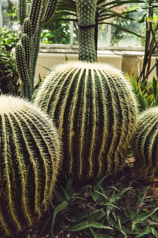 large cactus in outdoor habitat on sunny day