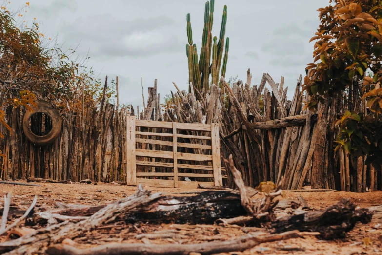 a very tall cactus standing next to some wood logs