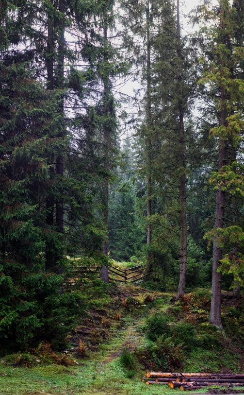 a forest filled with lots of trees and benches