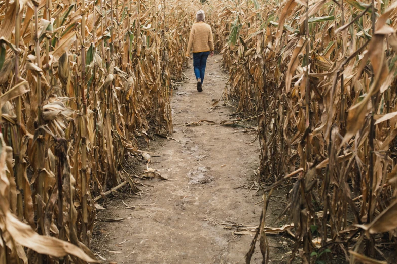 a person walking along a path through a field