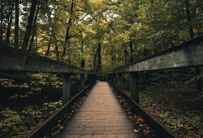 a walkway in the middle of the woods