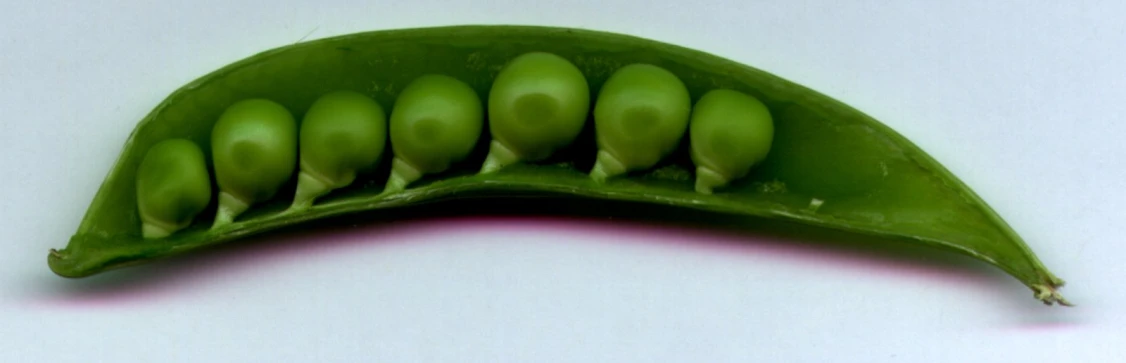 a close up view of a green plant with seeds