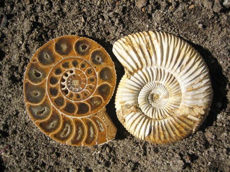 two different shell types on the ground
