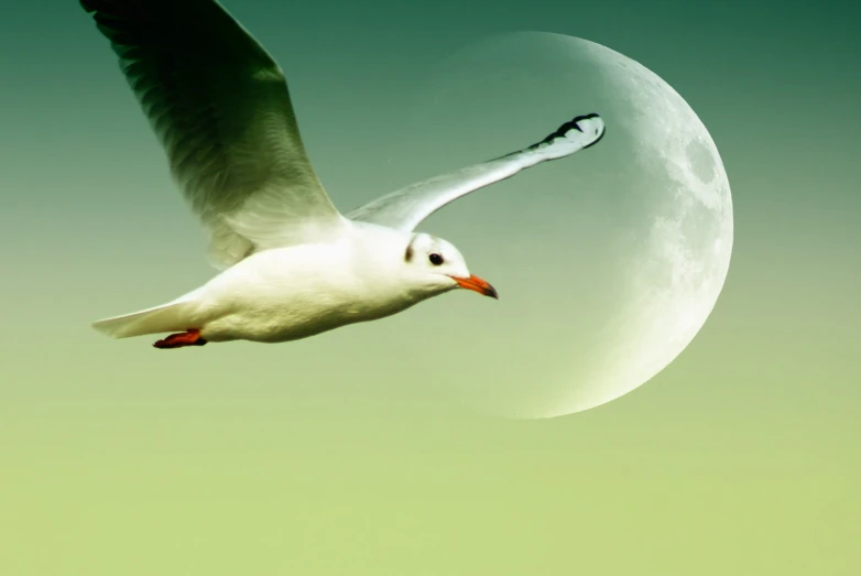 a white bird flying past the moon on a clear day