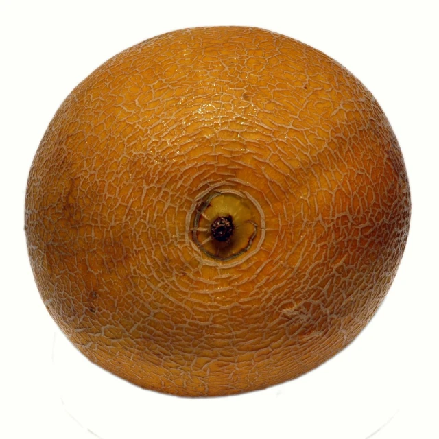 a brown orange on a white background with an eye that has been partially opened