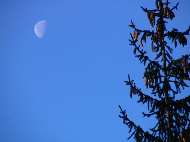 the view of the moon with tree tops in the foreground