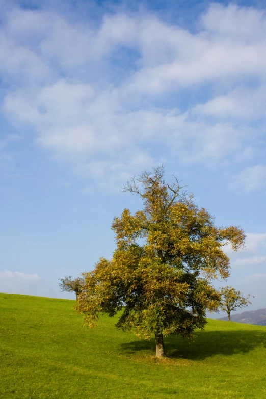 tree in green grassy field with blue sky