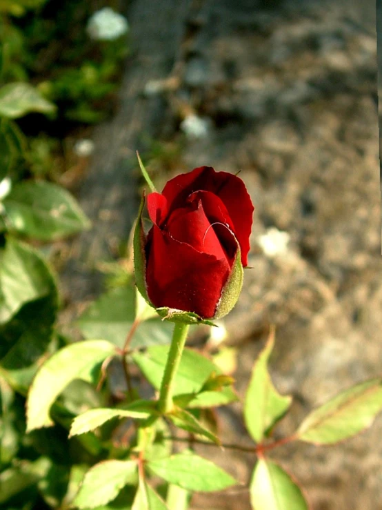 red rose budding near stone wall, closeup