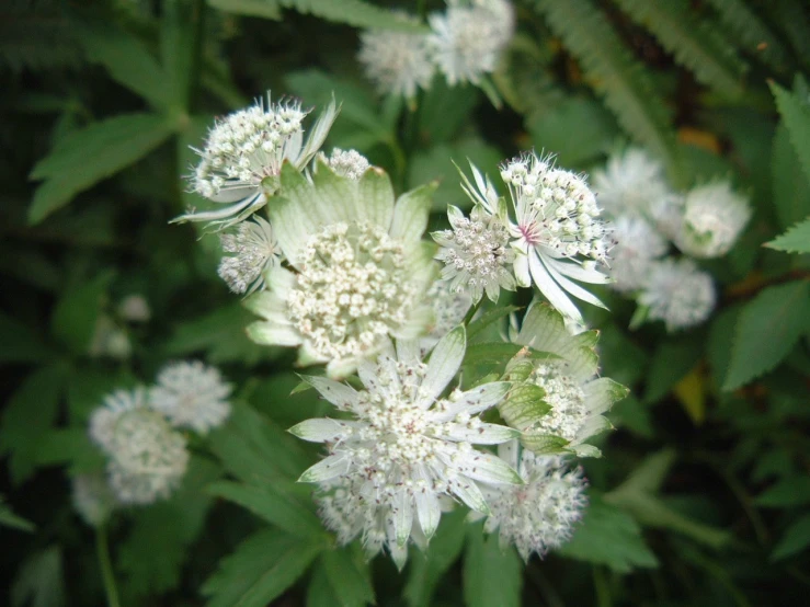 the small flowers are arranged in clusters together