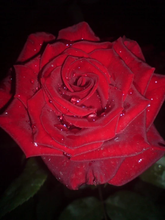 the center of a red rose with water drops