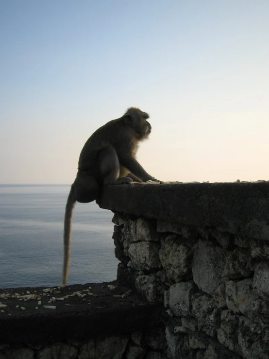 a monkey sits on the ledge near the ocean