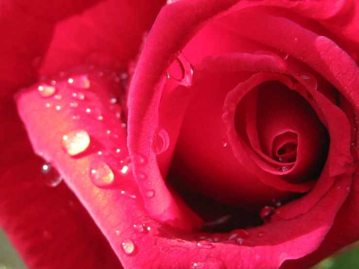 a close up of a red rose with water drops