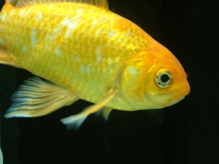 a large yellow fish floating inside a tank