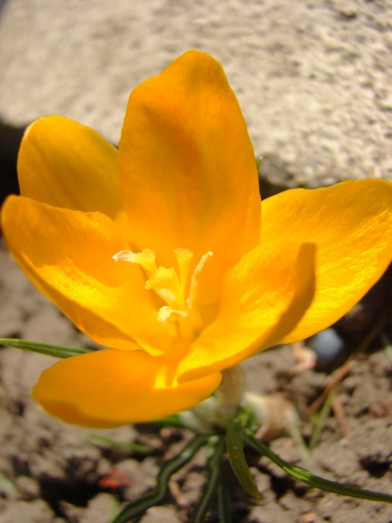 a yellow flower with green stems on rocks