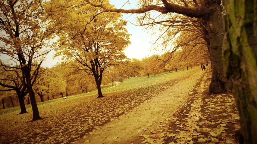 a path with lots of yellow leaves near many trees