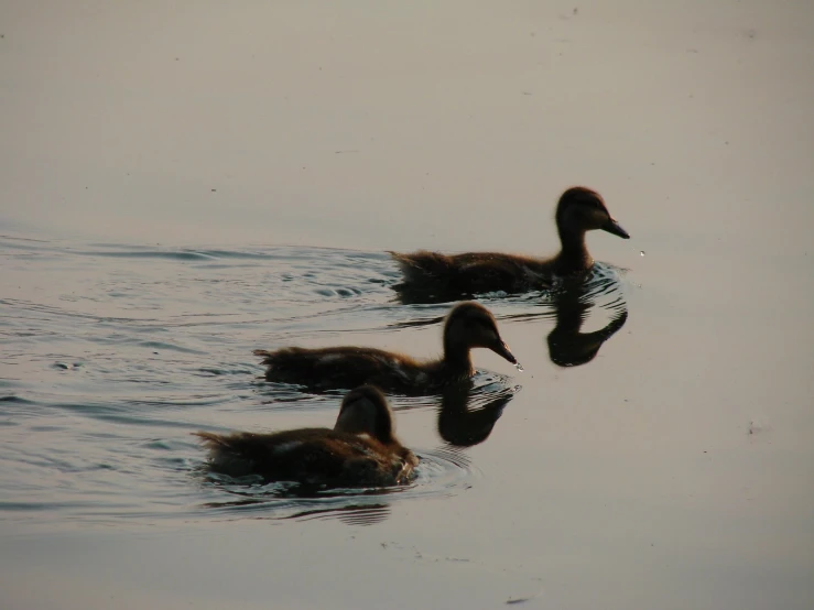 two ducks swim on a lake, one brown