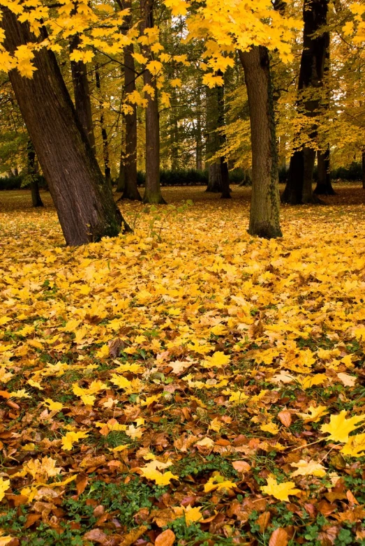 fallen leaves lie on the ground in a wooded area