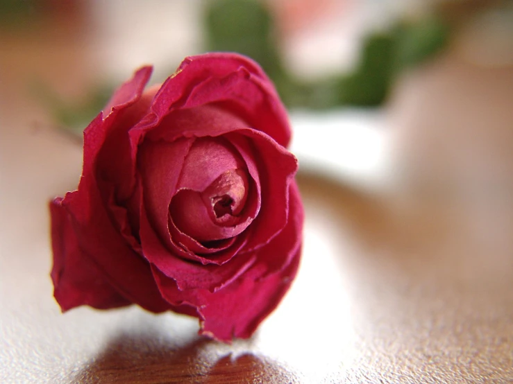 closeup of a single rose blossom on a table