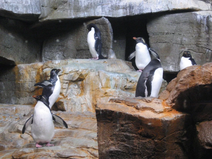 a group of penguins stand in an exhibit