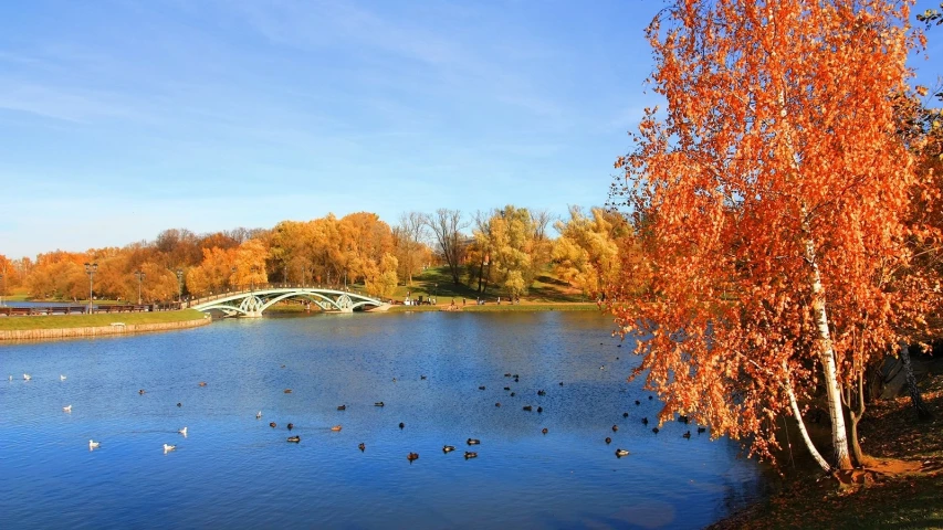 birds swimming in the lake and bridge in the background