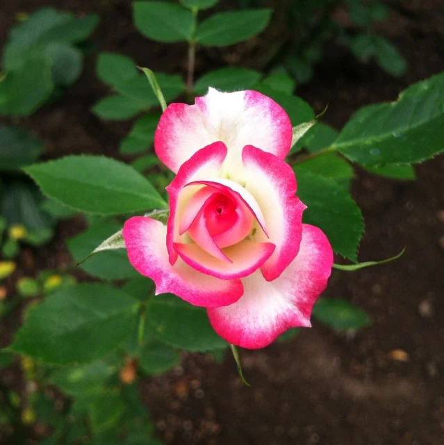 a pink and white flower with a green leafy background