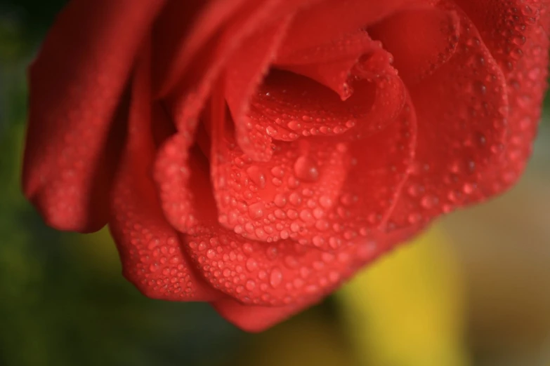 a red rose in full bloom is pographed close up