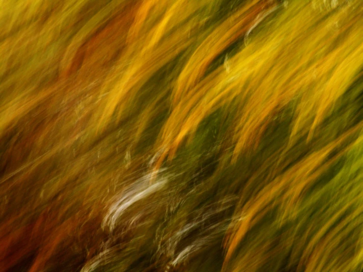 an abstract pograph of yellow and orange leaves