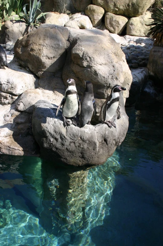 three penguins are huddled on a rock by a pond