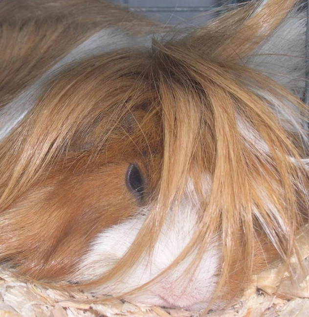 a close - up of an adorable dog with yellow hair