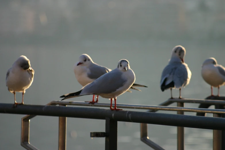 four birds sitting on top of a metal rail