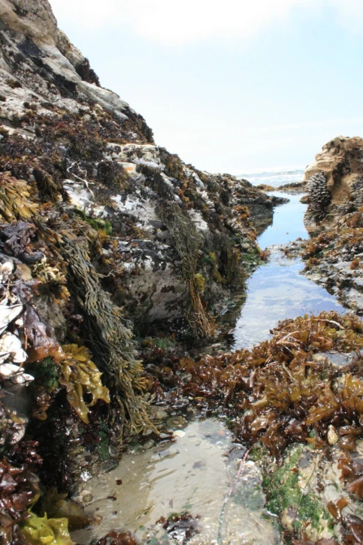 the shore is covered in seaweed and other sea life