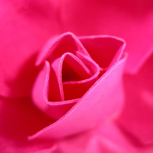 a closeup view of a pink rose