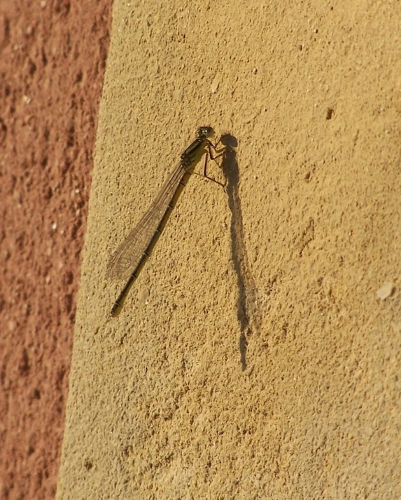 a long, slender insect sitting on the side of a building