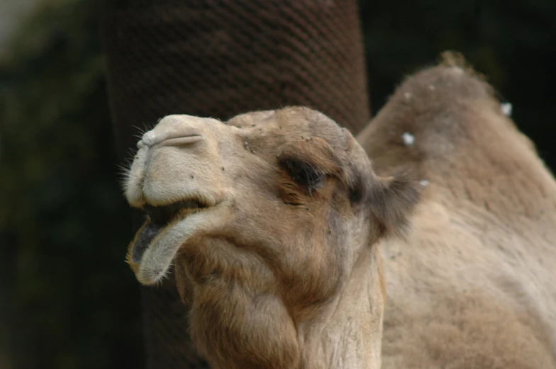 a camel smiles while standing in front of an elephant