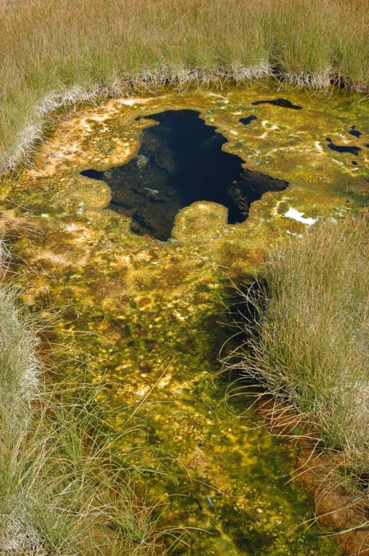 small pond surrounded by weeds and water surrounded by grass