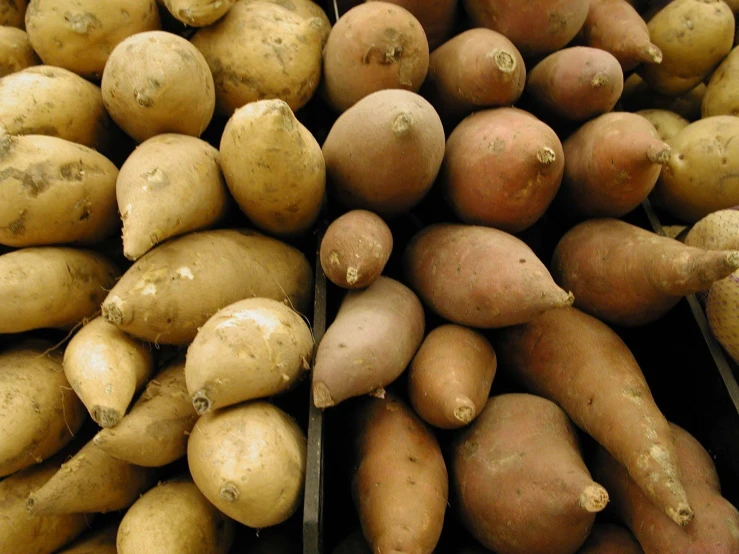 potatoes are stacked up in bins and ready to be sorted