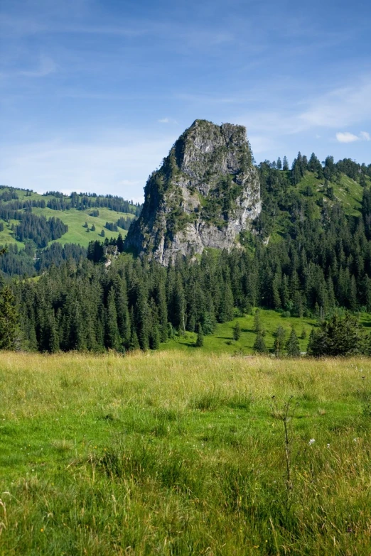 a pasture with lush green hills, forest and blue sky in the background