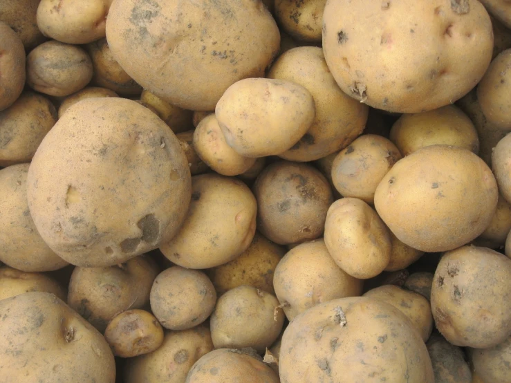 potatoes are in the ground for consumption