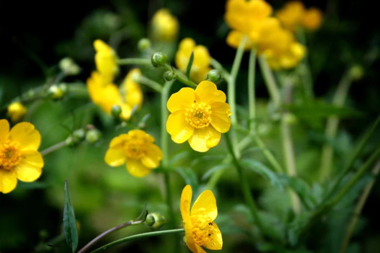 bright yellow wildflowers blooming near an evergreen