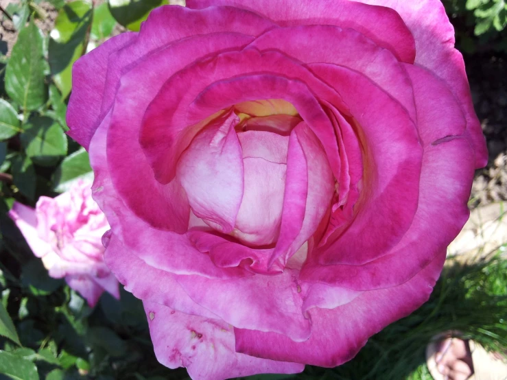 a pink rose blossom with one single petal open